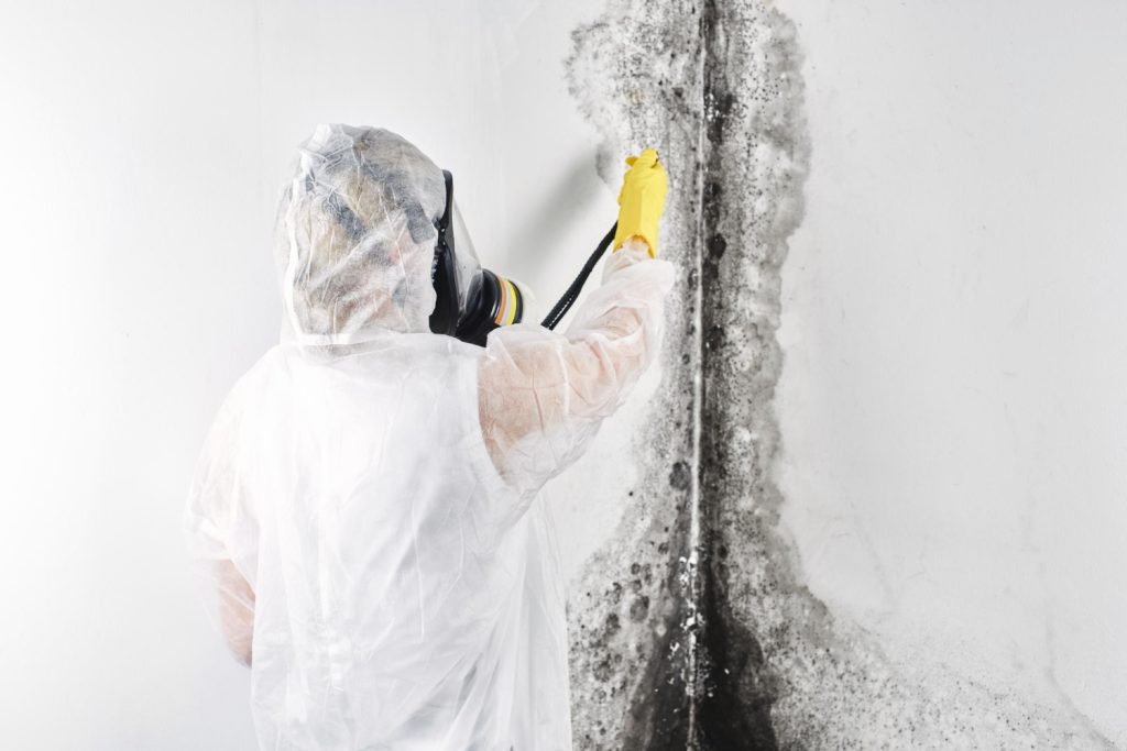 Professional Mold Remediation Services